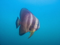 Bat Fish circling me while I was doing my safety stop above the exHMAS Brisbane wreck, Mooloolaba, Australia 