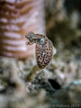 "All men are equal before fish." Herbert Hoover. Bigfin Reef Squid (new born) - Sepioteuthis lessoniana. Mae Haad, Thailand-EM5-Oly 60mm-1/250-f5.6-iso100-Inon D2000-Inon UCL 165-h2o tools +5x2 
