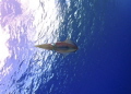 Caribbean Reef Squid 