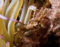 Inachus Phalangium - Portofino reserve - Canon 60 mm Macro 