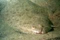Halibut - La Jolla, CA. 