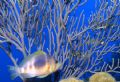 Finding a Fish & a Sea Fan. Nikonous RS in Bon Aire. 