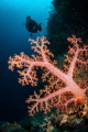 Electric soft coral 