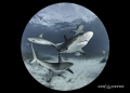 Reef Sharks in my circle!   Using a full frame camera and an 8mm fisheye allows for extremely close interaction! 