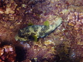 Porcupine Fish, Maui. 