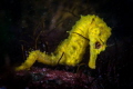 Blind Yellow Seahorses 