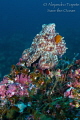 Octopus in the Reef 