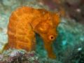 Seahorse in punta Argentina, Playa del coco, Costa Rica 