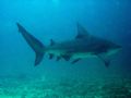 Bat island Costa rica Bullshark 