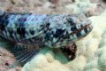 'Ualae' - Lizardfish this a.m. west shore...where else. North Shore opening up soon. 