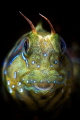 sphinx blenny 