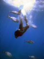 Rob Nixon free diving with the bream at Comino Caves, having jumped from the top of a cliff. 