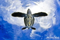 This image of a baby Leatherback Turtle was taken in the clear blue water of the Bahamas. 
