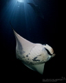"Rhapsody in blue"
Manta's in Kona 