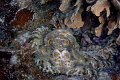 Octopus-Utila 