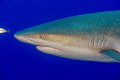 Shark with an interesting skin texture. 