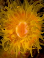 KA-POW! ... Orange Cup Coral - Tubastraea coccinea. Ang Thong, Gulf of Thailand, EM5-Oly 60mm-1/250-f22-iso100-Inon D2000-Inon UCL 165-h2o tools+5 x2 