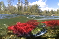 Sockeye Salmon returning to Adams River after four years at sea. 