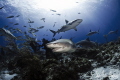 The sharks arrive for a great day of interaction at Tiger Beach Bahamas 
