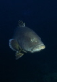 One of the biggest brown grouper I never see in my life, around 40 kg. Dive site "La gabinière" around 30 meters deep. Take with 14mm SIGMA lens and D700 Subal, single strobe SB 105 NIKONOS 1/4 powered. 
