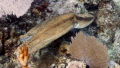 Reef Octopus on the move..... 