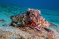 Batfish 