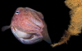 Cuttlefish, Portrait 