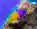 Royal Gramma: this is a fish really deserving of it's name! Taken off Messa, in GC with Canon DR, 55mm lens and ikelite 125 housing 