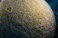A new planet found in Turks & Caicos 