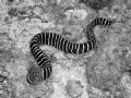 Zebra Moray - caught out in the open. 