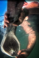 Revive and Release, adult Paddlefish being released. 