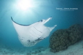 Manta Alfredi, tikehau lagoon, Tuamotus, French Polynesia 