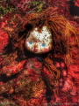 During a wall dive off the island of Rostan  we found this staring at us. I found this image suitable for the 31st of October "Happy Halloween" 
