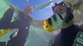 GoPro Still taken while feeding some fish in a Bora Bora lagoon 