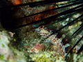 Protected by a sea urchin, but I got you anyway little one! 