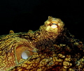 Common Octopus (Octopus vulgaris)
St Lucia 
