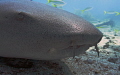 Nurse shark close-up 