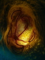 Brittle Star in a sponge 