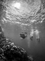 That moment when ... ! Whale Shark - Rhincodon typus. Sail Rock, Thailand-EM5-Panasonic 8mm-iso200-f13-1/125 