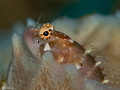 Ringed Blenny  Starksia hassi   Bonaire 