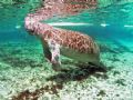 Manatee On A Sunny Day.Camara Olympus C-5050, Ikelite Housing,WA Lens. Taken At Crystal River FL. 