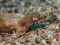 Eurypegasus draconis / Flügelrossfisch / Seamoth 