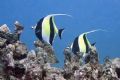 Today's dive...a pair of Moorish Idol. Kihikihi. 