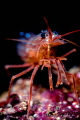 Red Shrimp 