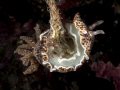 Get a grip. Nudibranch - Chromodoris mandapamensis. Samran, Thailand-EM5-Oly 60mm-1/250-f18-iso100-Inon D2000x2 