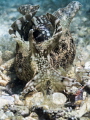 Softly Softly. Sea Hare - Aplysia parvula. Chaloklum, Gulf of Thailand, EM5-Oly 60mm-1/250-f3.2-iso200 