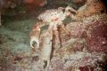 Picture take on the Molassas Reef near Key Largo Florida. Beautiful Crab 