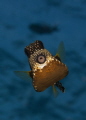 Kiss Please -- Smooth Trunkfish 
