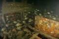 Find the Perch. Schooling sunfish and lone perch inside boat at the Welland Scuba Park 