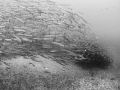 Risen ... Chevron Barracuda - Sphyraena qenie. Sail Rock, Thailand-EM5-Panasonic 8mm-iso400-f4.5-1/125-SilverEfex 